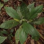 Trichostachys aurea Hoja