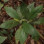 Trichostachys aurea List