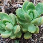 Sedum clavatum 葉