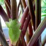 Calathea roseopicta Corteza