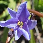 Aristea ecklonii Λουλούδι