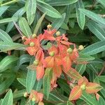 Euphorbia griffithii Flor