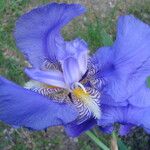 Iris germanica Kvet