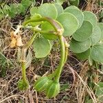 Capparis cartilaginea Fruit