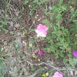 Convolvulus cantabrica Çiçek