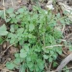 Cardamine flexuosa Habitus