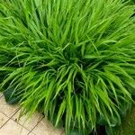 Hakonechloa macra Leaf