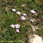 Dianthus subacaulis Habitus