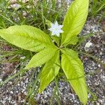 Trientalis borealis Flor