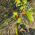 Ziziphus mucronata Blatt