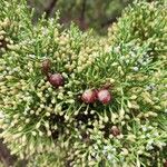 Juniperus phoenicea Gyümölcs