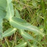 Euphorbia serrata Leaf