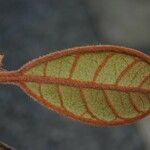 Planchonella crassinervia 葉
