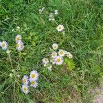 Erigeron philadelphicusFlor