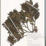 Ocotea tsaratananensis Otro