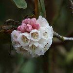 Rhododendron arizelum Flower