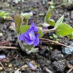 Hepatica nobilis Flower