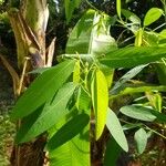 Codariocalyx motorius Leaf