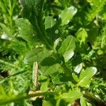 Sisymbrium austriacum Hoja