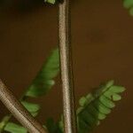 Pseudopiptadenia psilostachya Diğer
