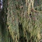 Cupressus nootkatensis Folha