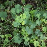 Oxalis fontana Blad