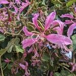 Bauhinia purpurea 花