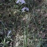 Allium canadense Habitus