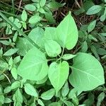 Mirabilis longiflora Blatt