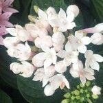 Pentas lanceolata Fleur