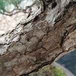 Pinus thunbergii Bark