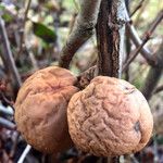 Chaenomeles japonica Meyve