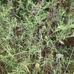 Asclepias asperula Feuille