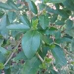 Cyrtomium macrophyllum Leaf