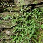 Epilobium lanceolatum Habit