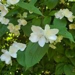 Philadelphus coronarius花