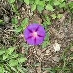 Ipomoea purpureaКвітка