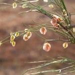 Calligonum polygonoides Flower