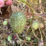 Echinocystis lobata Frucht