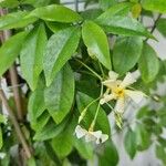 Trachelospermum asiaticum Çiçek