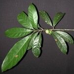 Chrysophyllum venezuelanense Otro