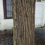 Tilia platyphyllos Bark