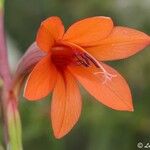 Watsonia meriana Flors