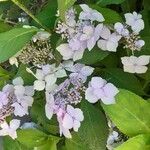 Hydrangea macrophyllaപുഷ്പം