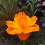 Trollius chinensis പുഷ്പം