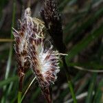 Carex picta Fruit