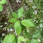 Rubus questieri Blad