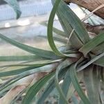 Tillandsia fasciculata Levél