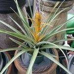 Aechmea recurvata Folha