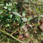 Rubia peregrina Lapas